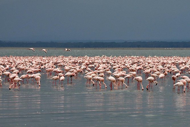 Make a Date With Flamingos and Rhinos of Lake Nakuru National Park - 1 Day - Good To Know