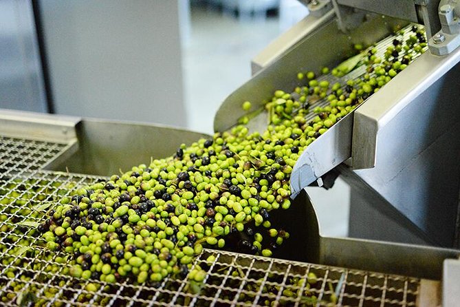 Make You Own Wildcrafted Extra Virgin Olive Oil! - Good To Know