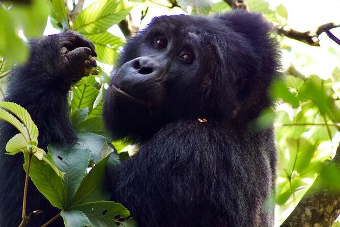 Mambo Gorilla Safaris, Is an African Based Tour Agency, Offering the Best Ever