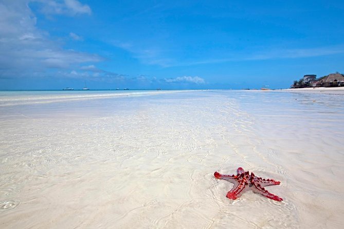 Marine Turtules Tour & Kendwa Beach Relaxation - Good To Know