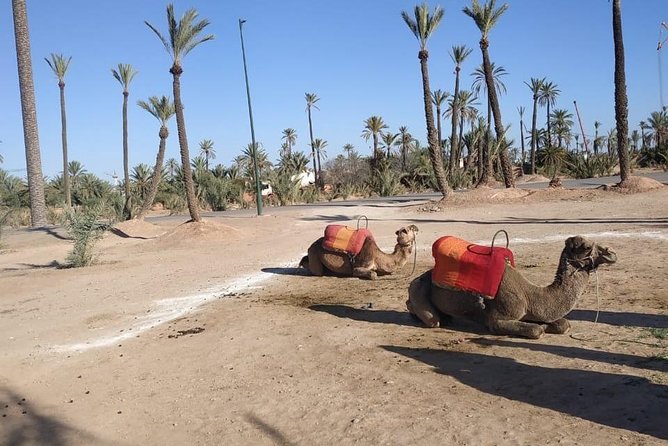 Marrakech Express Excursion From Casablanca With Camel Riding - Pickup and Meet & Greet