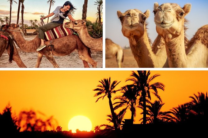 Marrakech Palmeraie: Camel Ride at Sunset - Good To Know