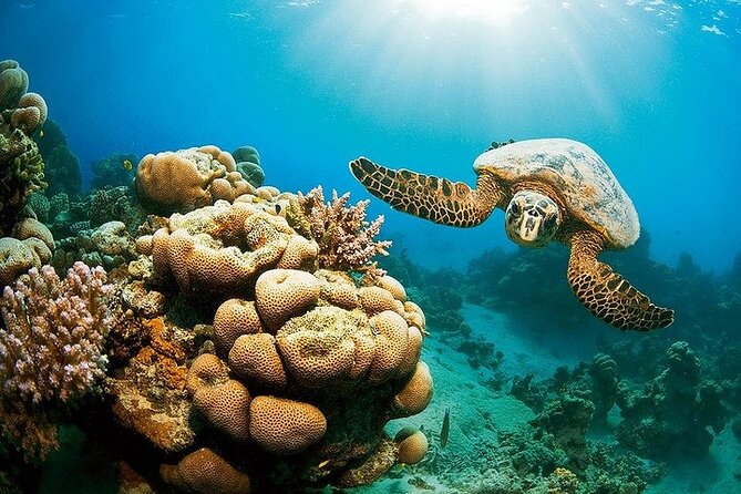 Marsa Mubarak Full Day & Turtle House Snorkeling Sea Trip With Lunch-Marsa Alam - Good To Know