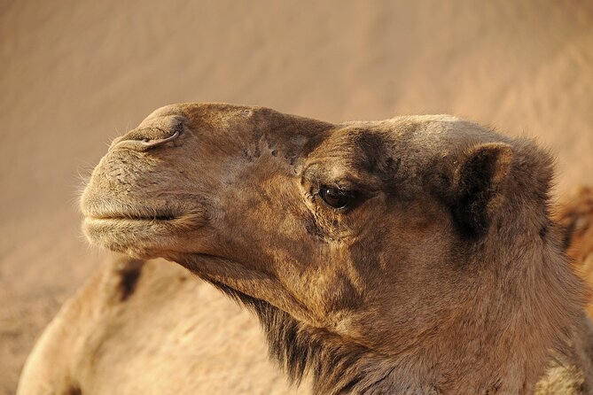 Merzouga Desert Trip From Marrakech - What To Expect