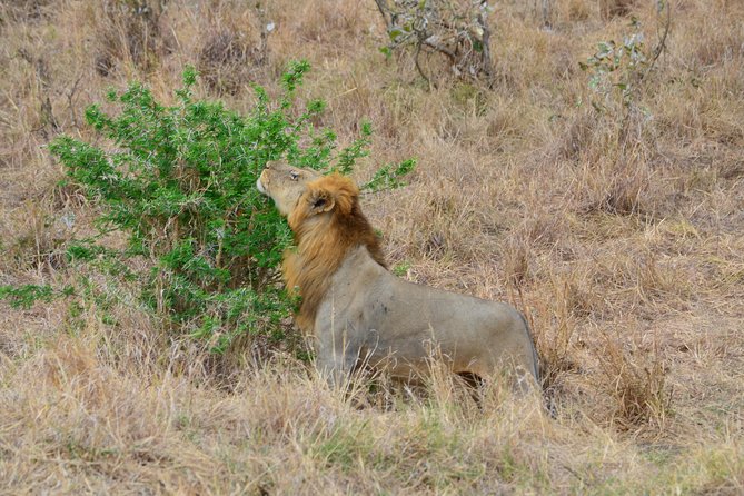 Mikumi National Park Day Trip From Dar Es Salaam (By Road) - Good To Know