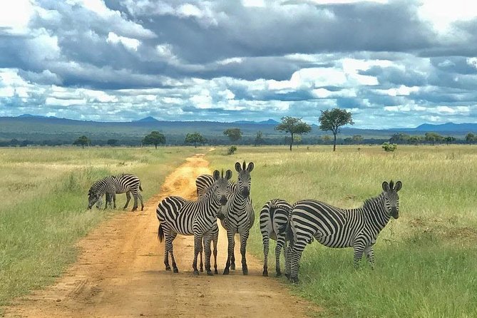 Mikumi National Park - Day Trip Limited Time From Dar Es Salaam - Good To Know
