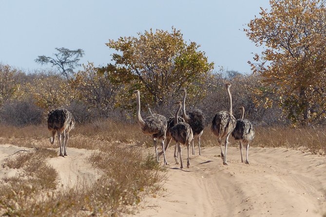 Moremi (Okavango) Day Trip - Good To Know