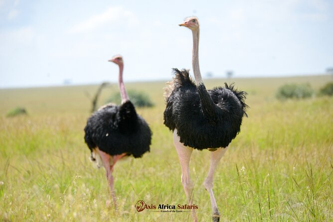 Multi Day Masai Mara Lake Nakuru Park Hellsgate Park Tour - Good To Know