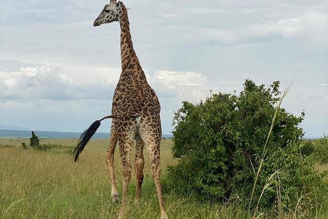 Nairobi National Park and Giraffe Center - Good To Know