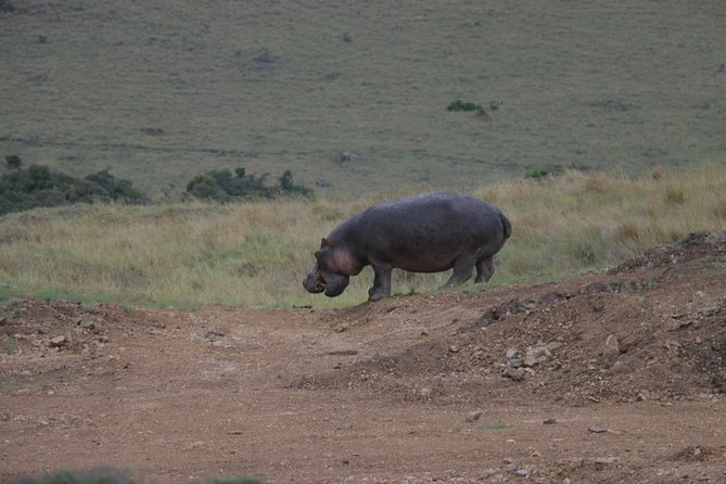 Nairobi National Park Tour - Activity Duration
