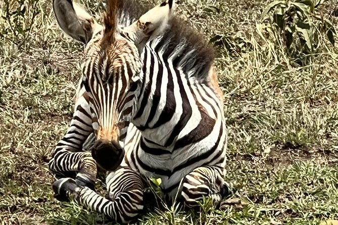 Nairobi National Park Tour From 0600hrs - 1130hrs or From 1300hrs - 1800hrs - Inclusions