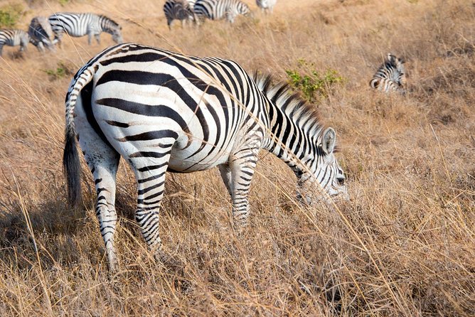 Nairobi Park/elephant Orphanage/girafe Centre/lunch/mamba Village/bomas Of Kenya - Inclusions and Activities