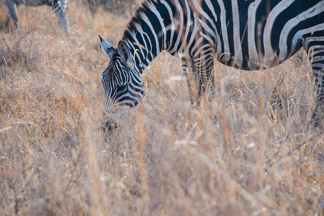 Nairobi Park/elephant Orphanage/giraffe Centre/lunch/karen Blixen/bomas Of Kenya - Nairobi Park Overview