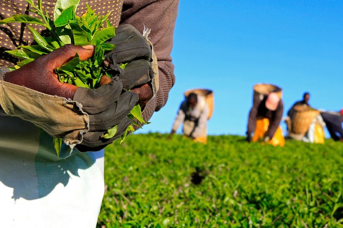Nairobi to Kiambethu Tea Farm Tour