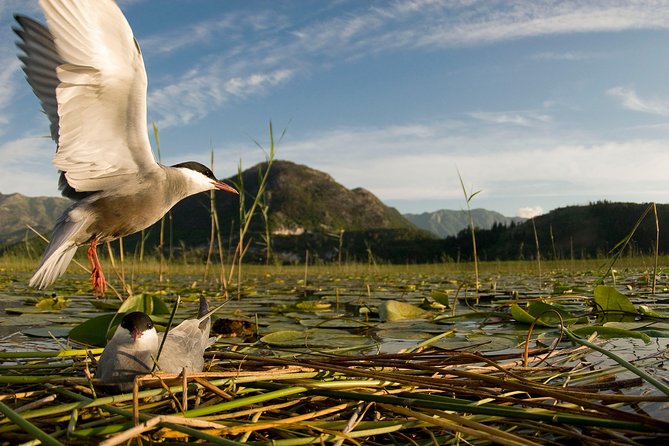 National Bird Reserve Hutovo Blato Photo Safari - Good To Know