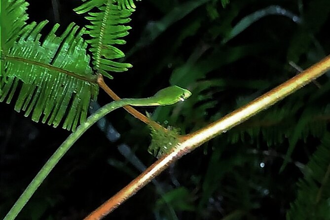 Night Froggy Adventure at Kubah National Park - Good To Know