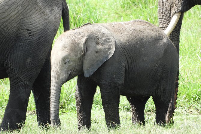 Ol Pejeta Conservancy Day Tour From Nairobi - Good To Know
