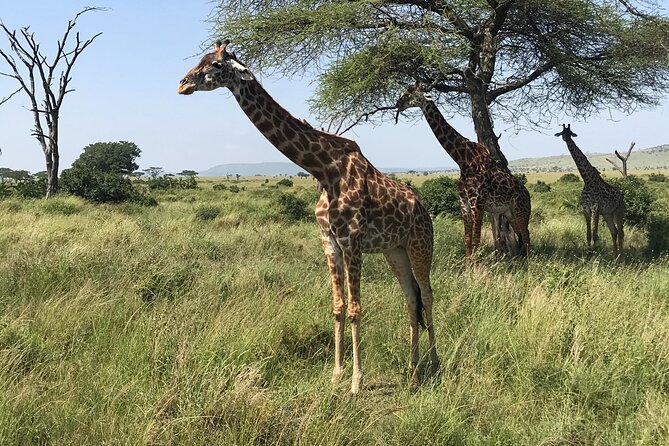 One Day Tanzania Safari - Tarangire or Arusha National Park - Good To Know