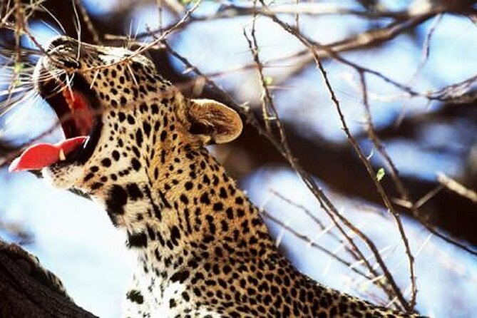 Overnight Safari Tour to Severin Camp From Mombasa - Good To Know