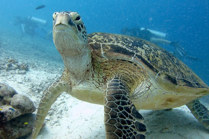 PADI Discover Scuba Diving DSD - Try-Dive Experience! - Good To Know