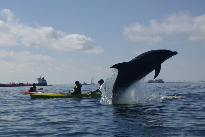 Pelican Point Kayaking Half-Day Tour