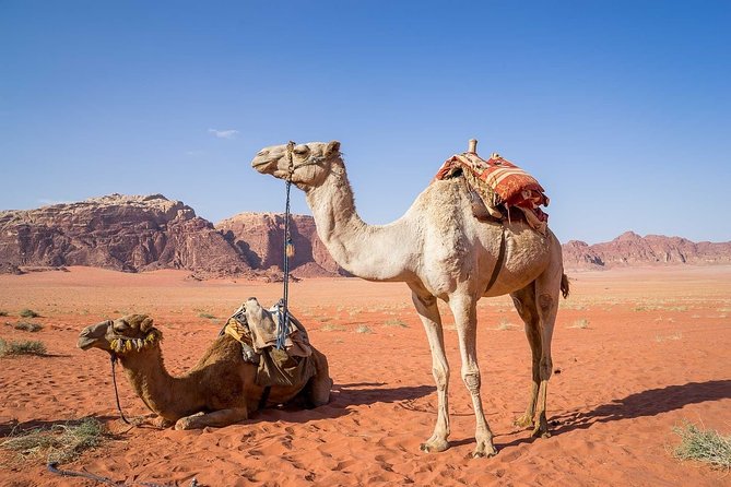 Petra 1 Day Tour From Aqaba - Good To Know