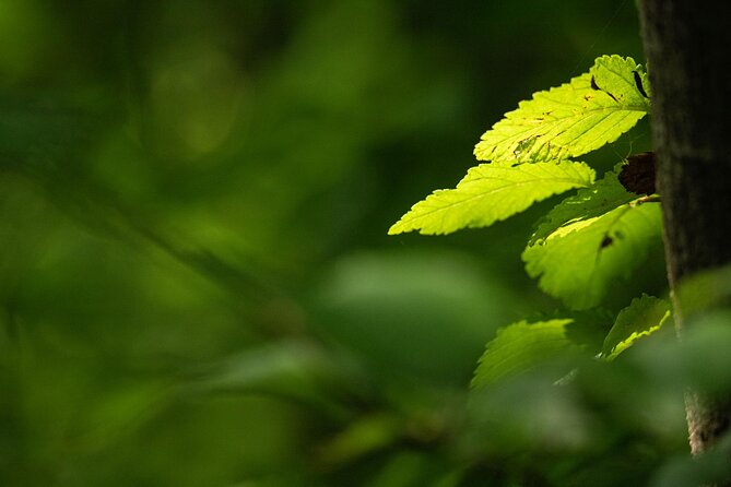 Photo Tour of Macro-Photography - Lake Garda - Good To Know