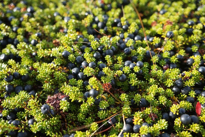 Picking Wild Berries and Making Your Own Jam in Iceland - Experience Details