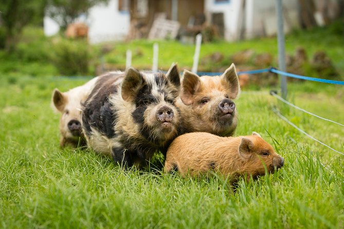Pigs Are Grazing in the Waldviertel - Good To Know