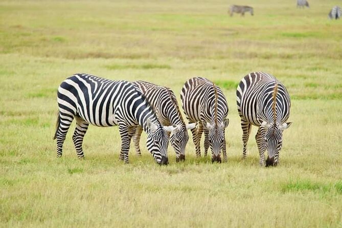 Private 2-day Diani Beach To Tsavo East and West Safari - Tour Itinerary
