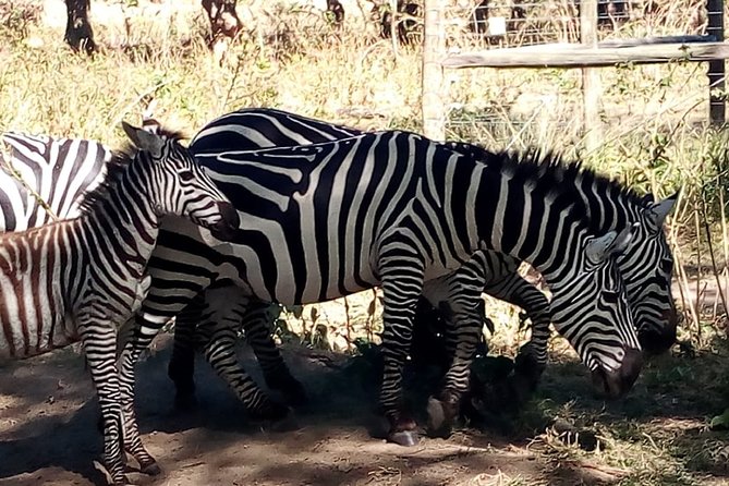 Private 3-Day Meru National Park Safari From Nairobi - Good To Know