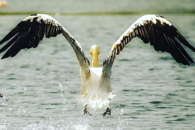 Private 3-Day Tour Danube Delta Birdwaching and Safari Experience From Bucharest - Good To Know