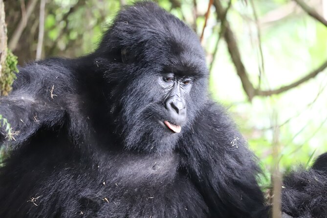 Private 4 Days Gorilla Trekking Tour and Lake Bunyonyi Visit - Good To Know