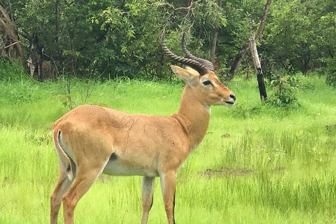 Private Bandia Wildlife Safari Day Trip. 2 for the Reservation - Good To Know