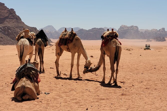 Private Camel Ride Sunset View at Wadi Rum - Good To Know