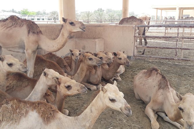 Private City Tour and Sightseeing in Bahrain - Good To Know