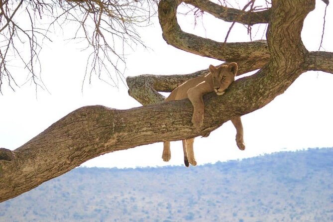 Private Day Tour in Lake Manyara National Park From Arusha - Good To Know