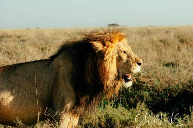 Private Day Trip Safari in Mikumi National Park - Good To Know