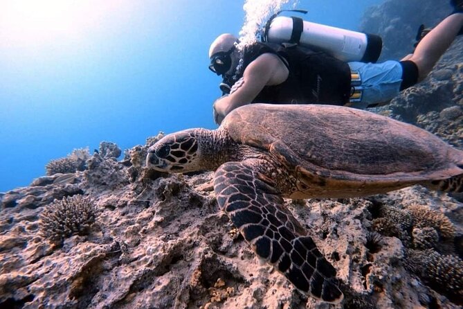 Private Diving Experience in The Heart of Red Sea in Aqaba - Good To Know
