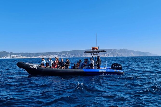Private Dolphin Watching in Arrábida Natural Park - Participant Information