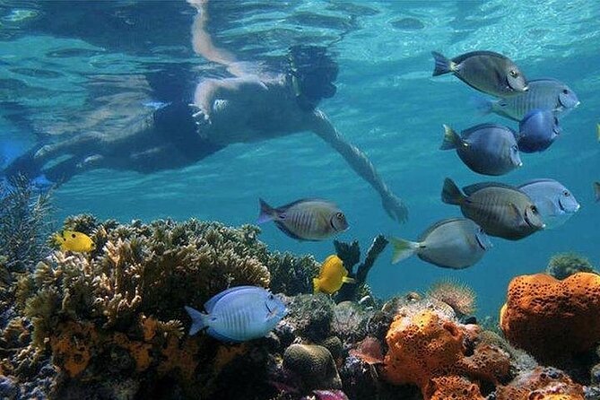 Private Full-Day Dhow Cruise to Mnemba Island Reef for Snorkeling - Good To Know