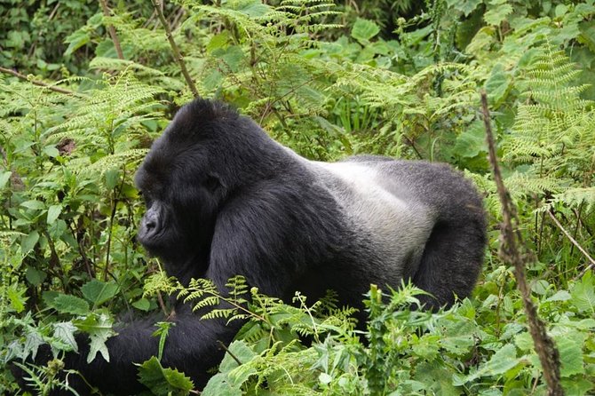 Private Gorilla Trekking Transfer From Kigali - Overview