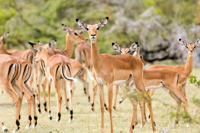 Private Guided Day Tour in Mikumi National Park - Good To Know