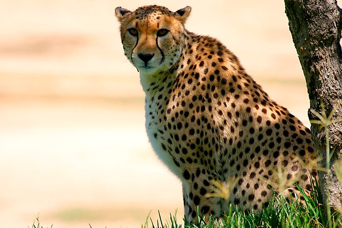 Private Multi-Day Masai Mara Mid Luxury Lodge Safari Tour by 4x4 Jeep - Good To Know