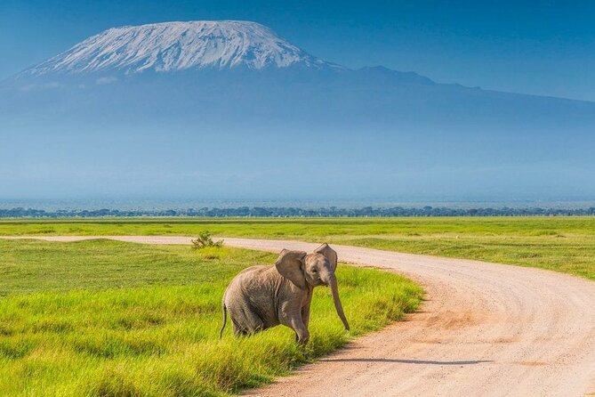 Private Safari Day-Tour in Amboseli National Park - Good To Know