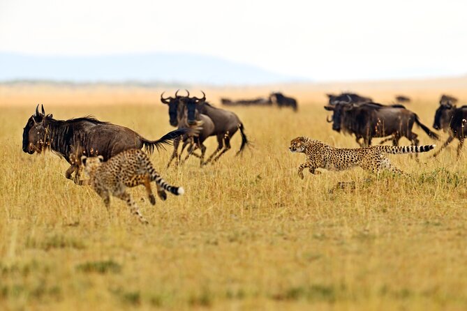 Private Safari in Tarangire National Park - Good To Know