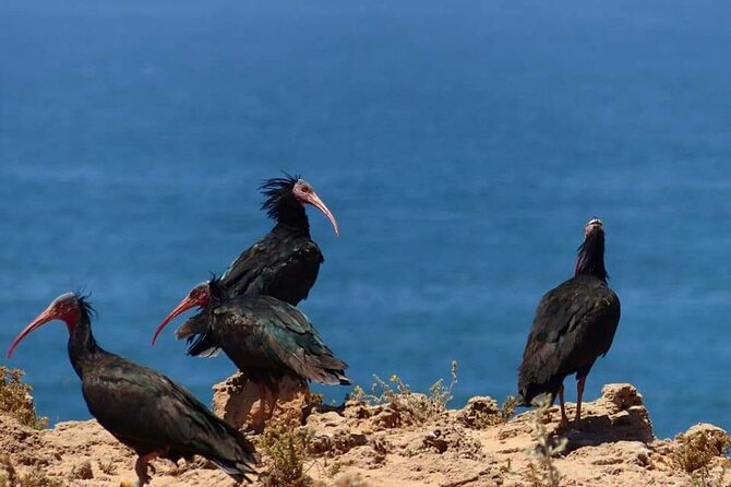 Private Safari in the National Park From Agadir and Taghazout