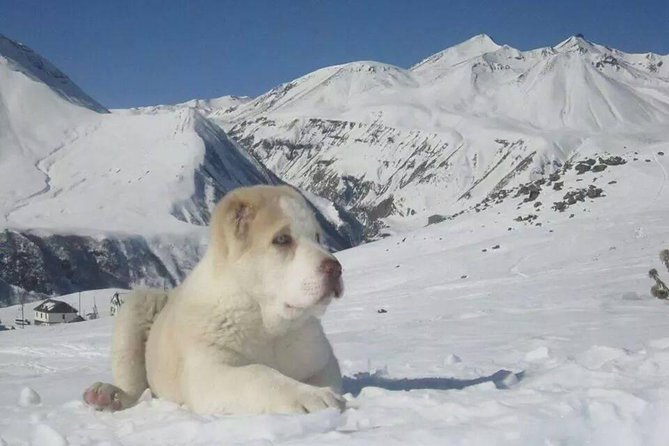 Private Ski Tour to Gudauri Ski Resort From Tbilisi - Good To Know