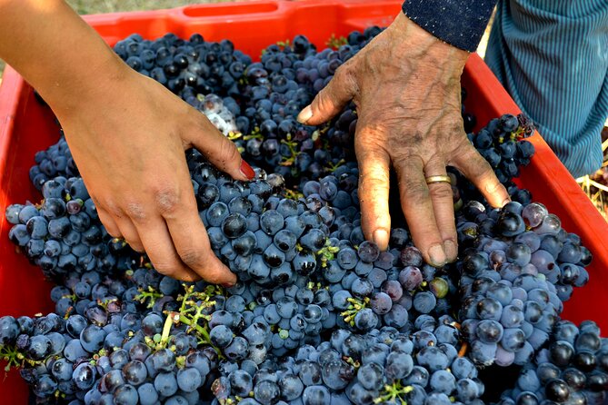 Best Wine Tours In Rimini