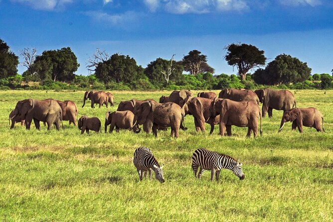 Private Tour of Tsavo East National Park From Mombasa - Good To Know